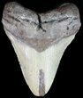 Robust, Megalodon Tooth - North Carolina #49521-1